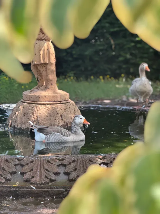 Geese swimming in the garden fountain