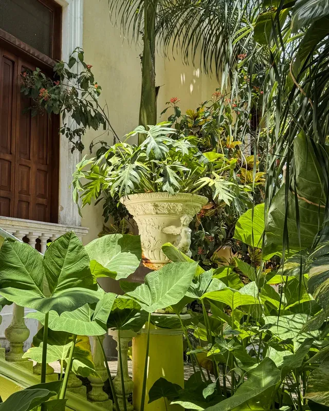 Antique planter amid dense foliage in a corner of the garden